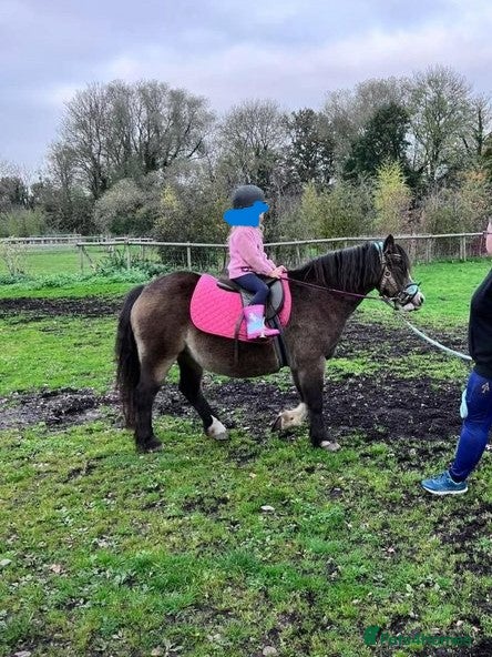 Welsh Section A horses 12 hh weich section A - Advert 6