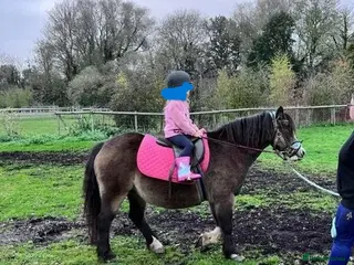 Welsh Section A horses 12 hh weich section A - Advert 6