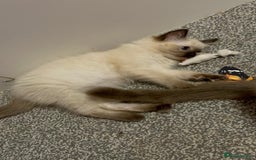 Ragdoll cats for sale: GCCF Ragdoll boy kittens - Advert 21