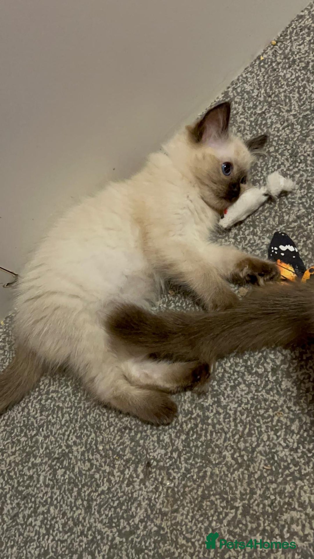 Ragdoll cats for sale: GCCF Ragdoll boy kittens - Advert 21