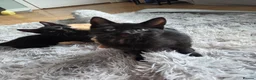 Mixed Breed cats for sale: READY TO LEAVE Domestic short hair X British blue  - Advert 11