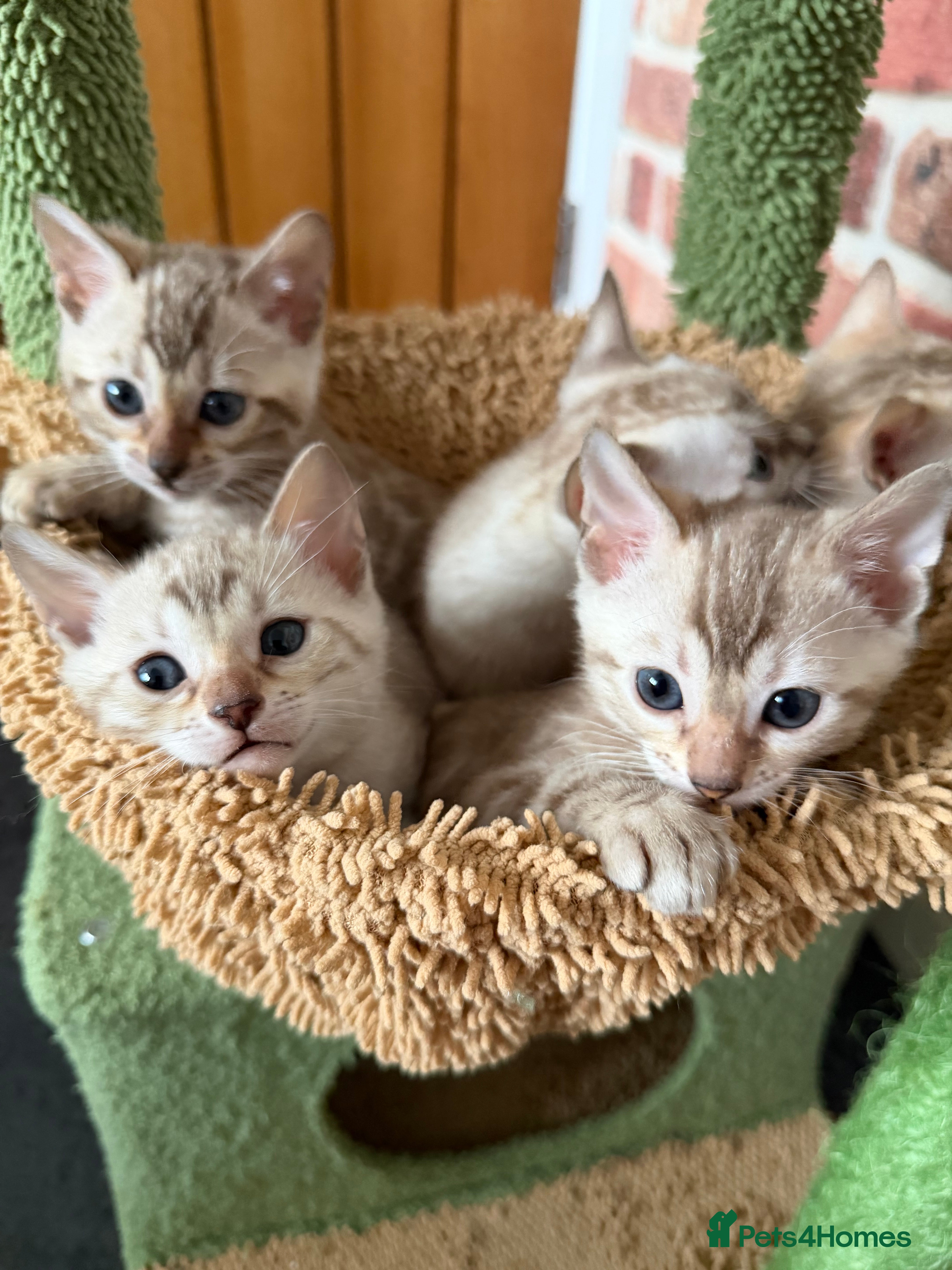 Bengal cats Stunning Snow Bengal Kittens, TICA Registered 🏆 - Advert 6