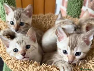 Bengal cats Stunning Snow Bengal Kittens, TICA Registered 🏆 - Advert 6