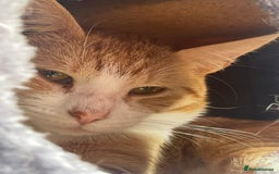 Domestic Shorthair cats for sale: 3 Different Age Cats For Sale - Image 3