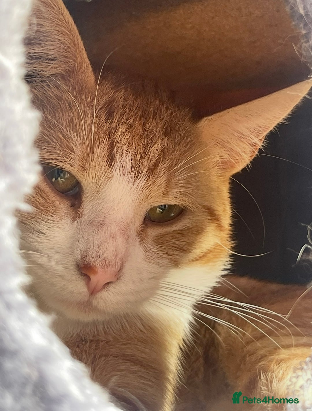 Domestic Shorthair cats for sale: 3 Different Age Cats For Sale - Image 3