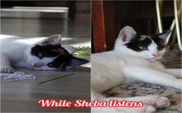 British Shorthair cats for sale: 2 Bundles of Joy!! Ready now!! - Image 10