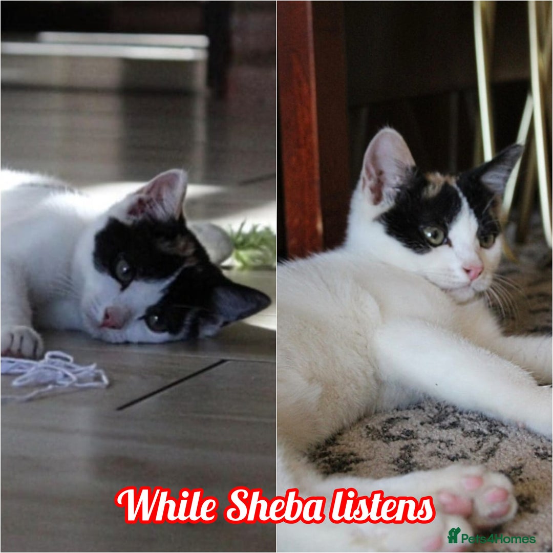 British Shorthair cats for sale: 2 Bundles of Joy!! Ready now!! - Image 10