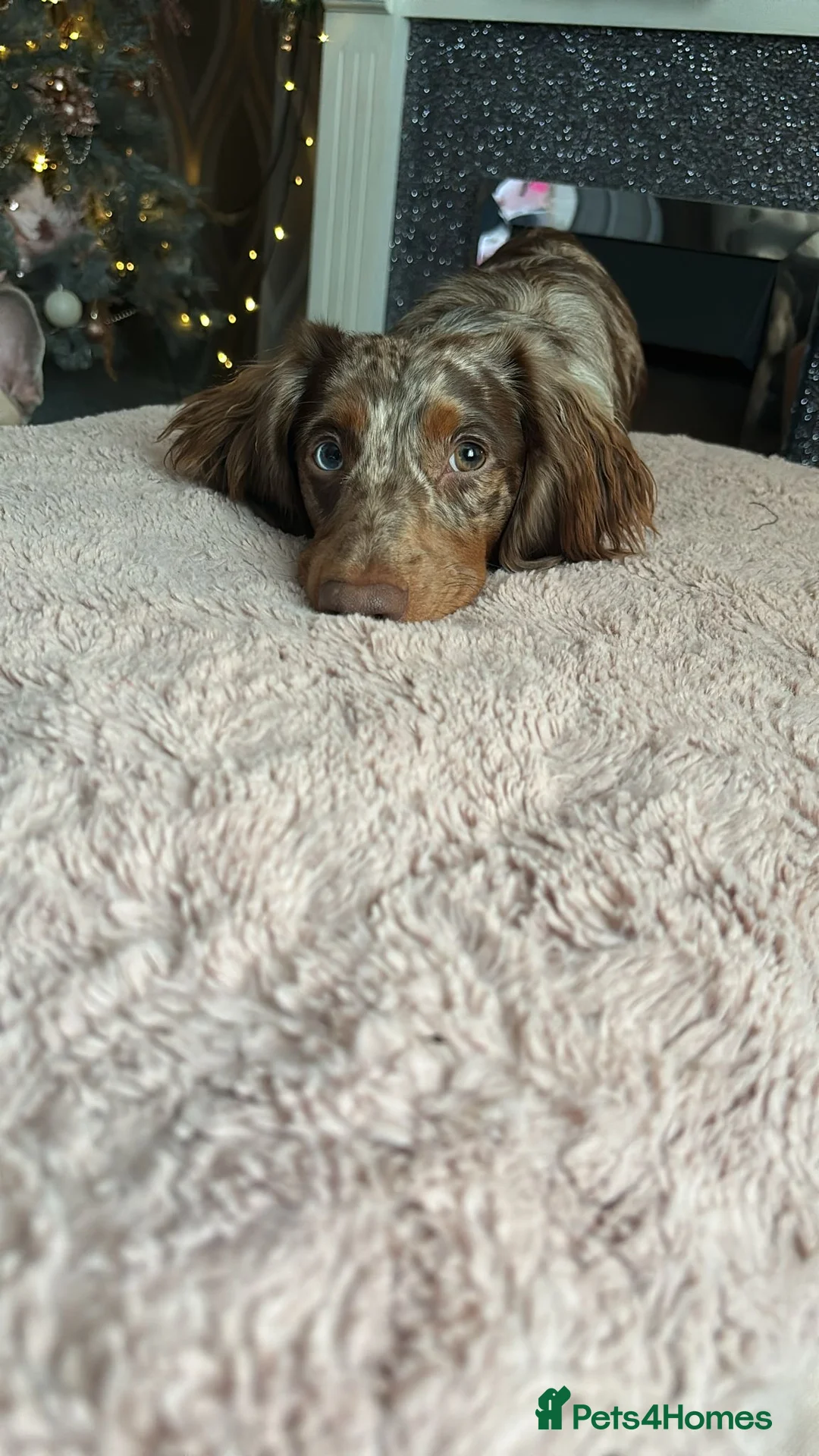 Miniature Dachshund dogs for stud: Miniature Dachshund for stud - Advert 6