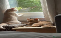 British Shorthair cats for sale: Beautiful British shorthair kittens  - Image 3