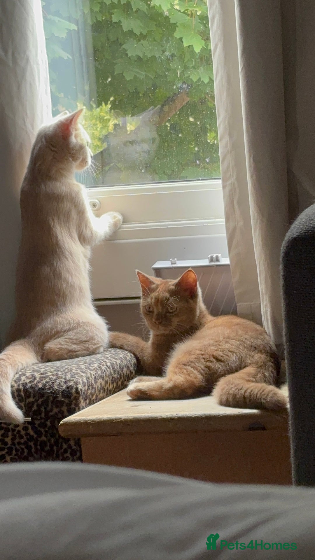 British Shorthair cats for sale: Beautiful British shorthair kittens  - Image 3