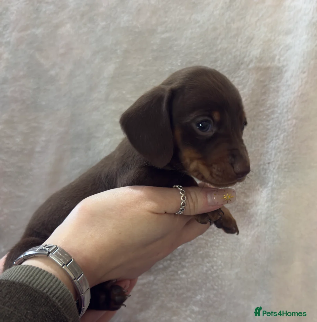 Dachshund dogs for sale: Kennel Club Registered & Health Tested - Advert 5
