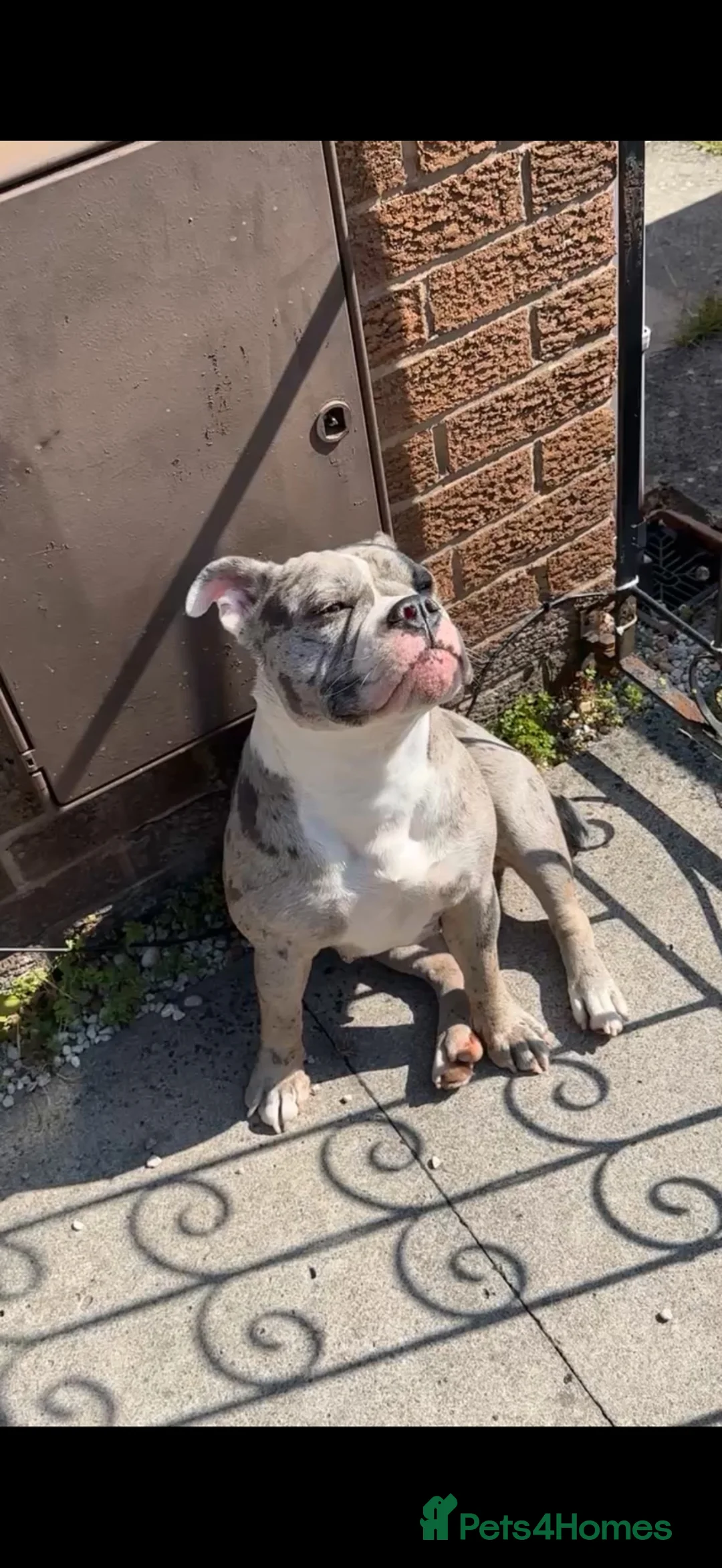 Olde English Bulldogge dogs for adoption: Olde english bulldoge looking for her forever home - Advert 2