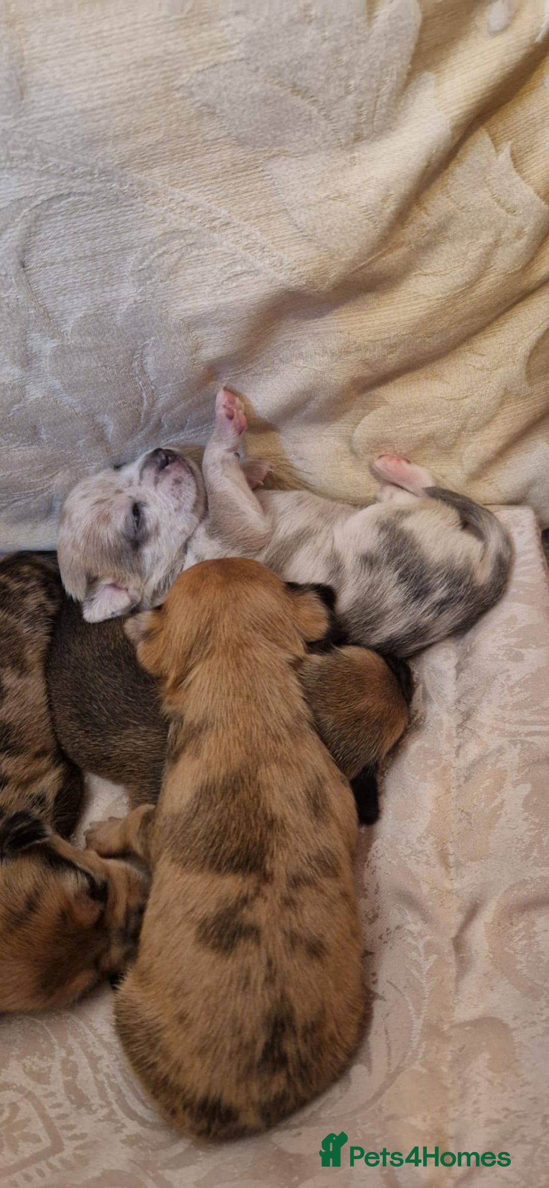 Chihuahua dogs for sale: Beautiful litter of 6 full chihuahuas  - Image 12