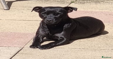 Patterdale Terrier dogs PATTERDALE PUPS FOR SALE, CHRISTMAS PUPS - Advert 3
