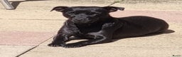 Patterdale Terrier dogs for sale: PATTERDALE PUPS FOR SALE, ready to leave in 1 week - Advert 2