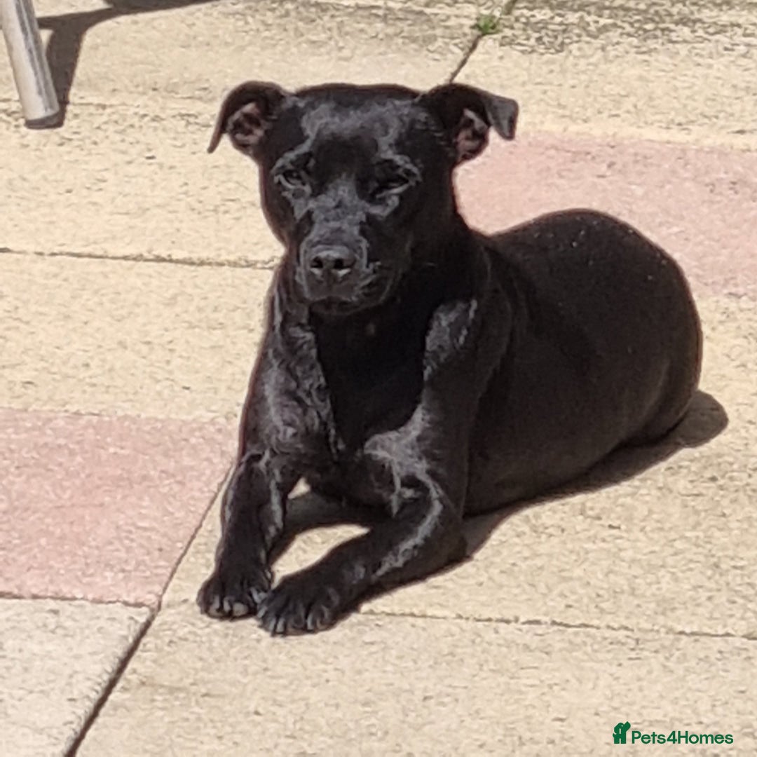 Patterdale Terrier dogs for sale: PATTERDALE PUPS FOR SALE, ready to leave in 1 week - Advert 2