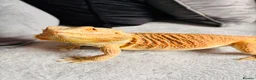 Bearded Dragon reptiles for sale: Male Bearded Dragon  - Advert 3