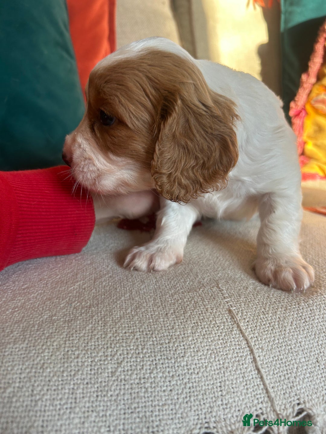 Cockalier dogs for sale: Beautiful Litter of Cavalier King Charles X Cocker - Advert 17