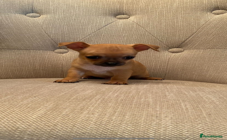 Chihuahua dogs - Advert 9