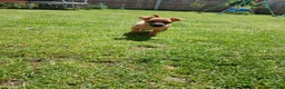 Mixed Breed dogs for sale: Beautiful Chipin puppies (Chihuahua x Pinscher) in Wisbech - Advert 9