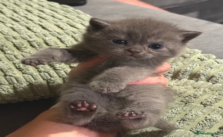 British Shorthair cats - Advert 10