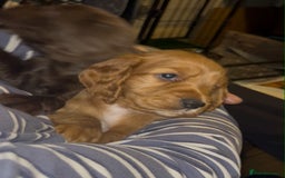 Cocker Spaniel dogs for sale: Cocker Spaniel Red Boy - Advert 2