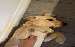 Labrador Retriever dogs for sale: Charlie  - Image 3
