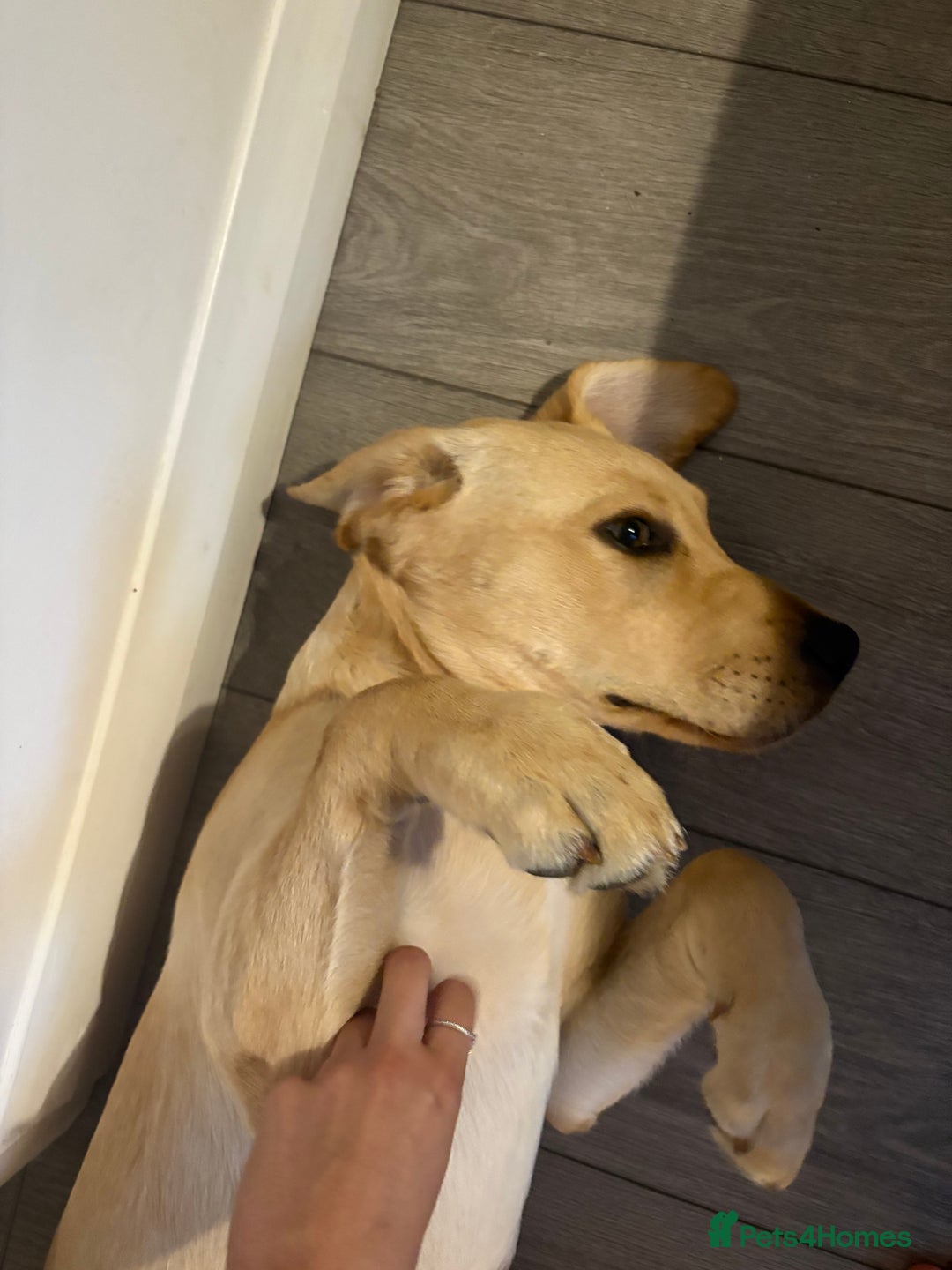 Labrador Retriever dogs for sale: Charlie  - Image 3