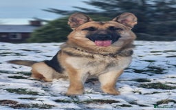German Shepherd dogs for sale: Major - Image 5
