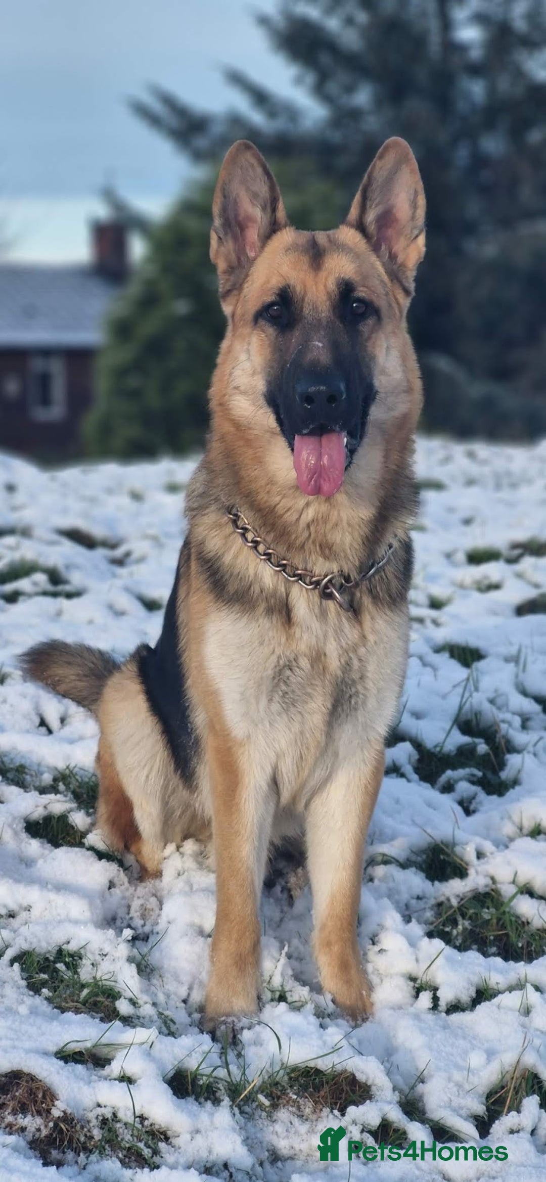 German Shepherd dogs for sale: Major - Image 5