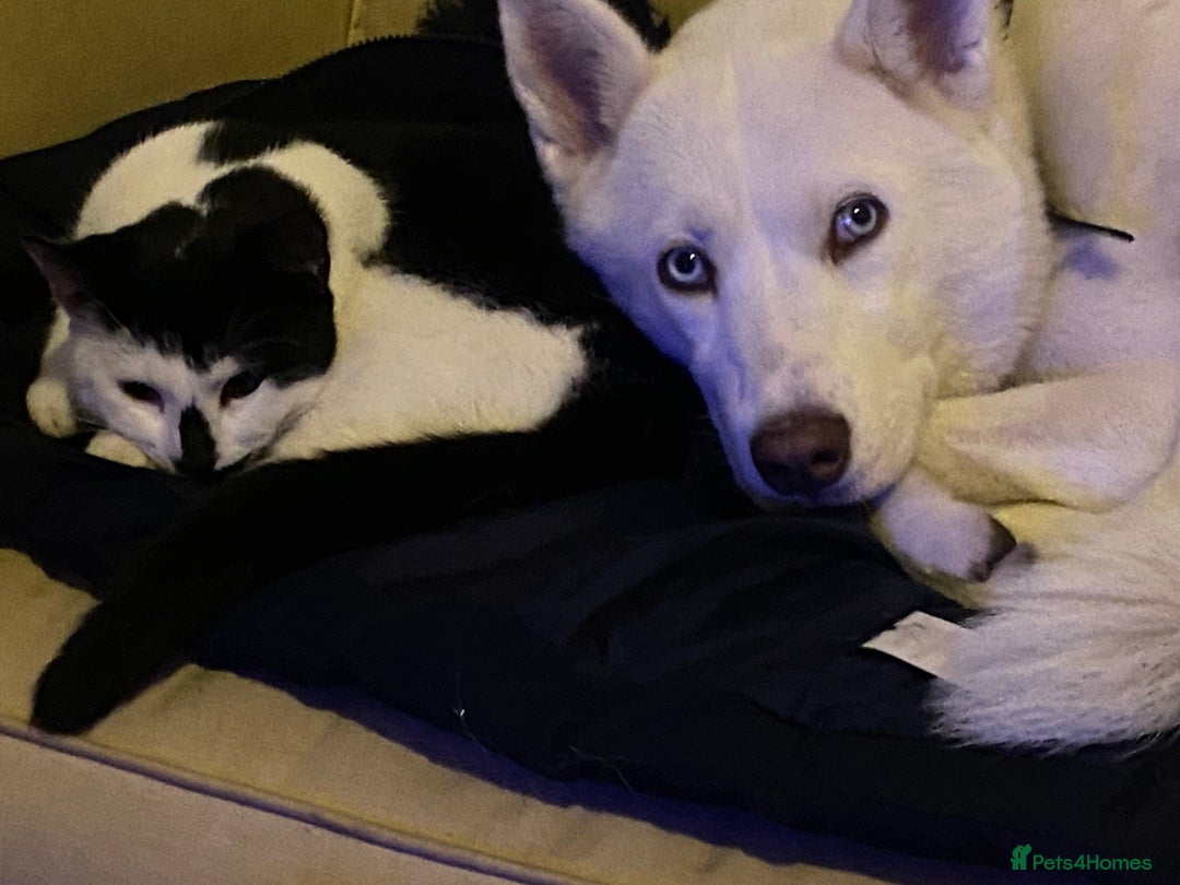 Siberian Husky dogs for sale: Husky Female - Advert 3