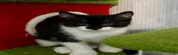 British Shorthair cats for sale: Kittens  - Advert 12