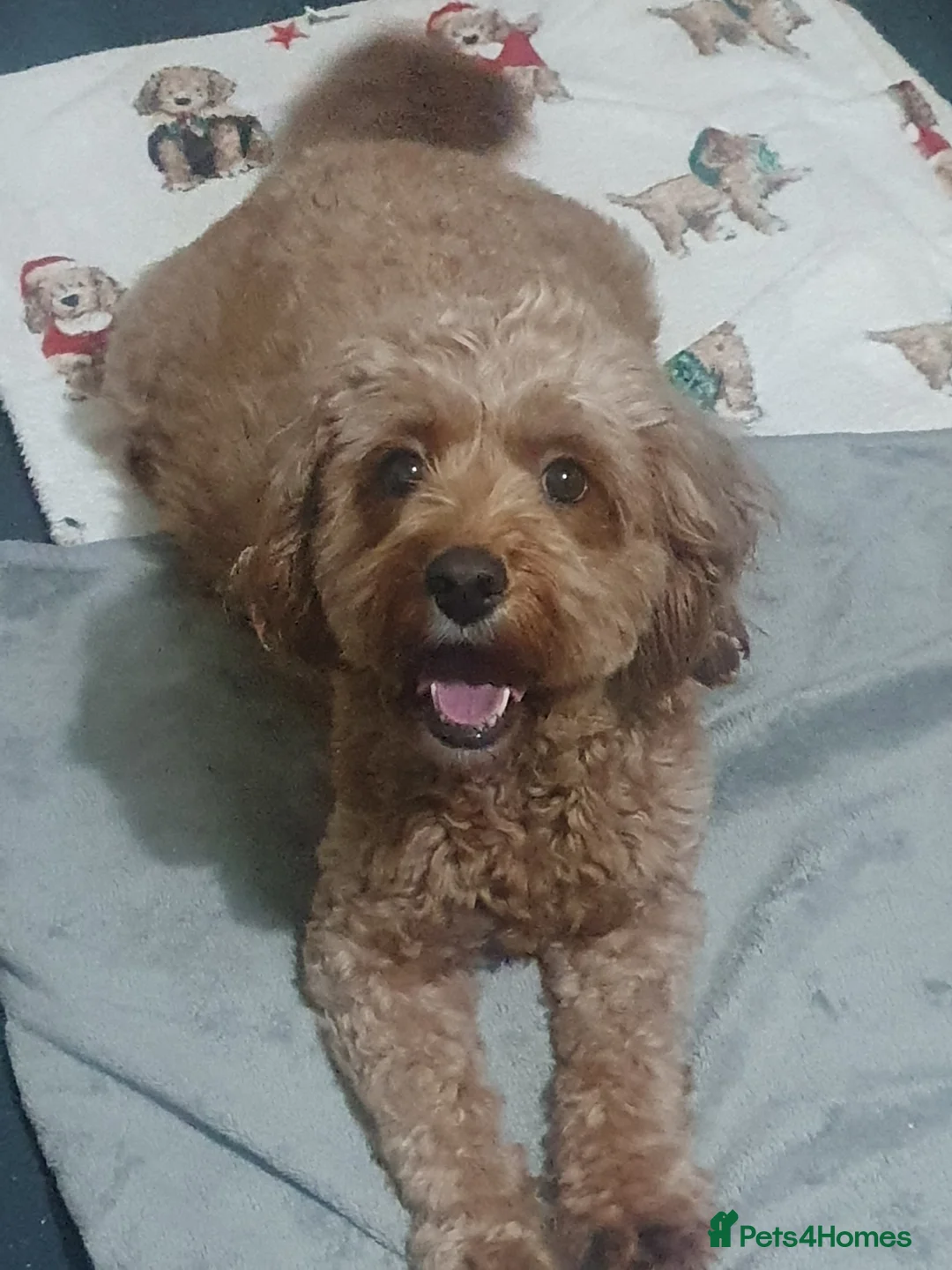 Mixed Breed dogs for sale: Beautiful little of cavapoochon puppies - Advert 1