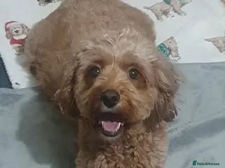 Mixed Breed dogs Beautiful little of cavapoochon puppies in Burnley - Advert 1