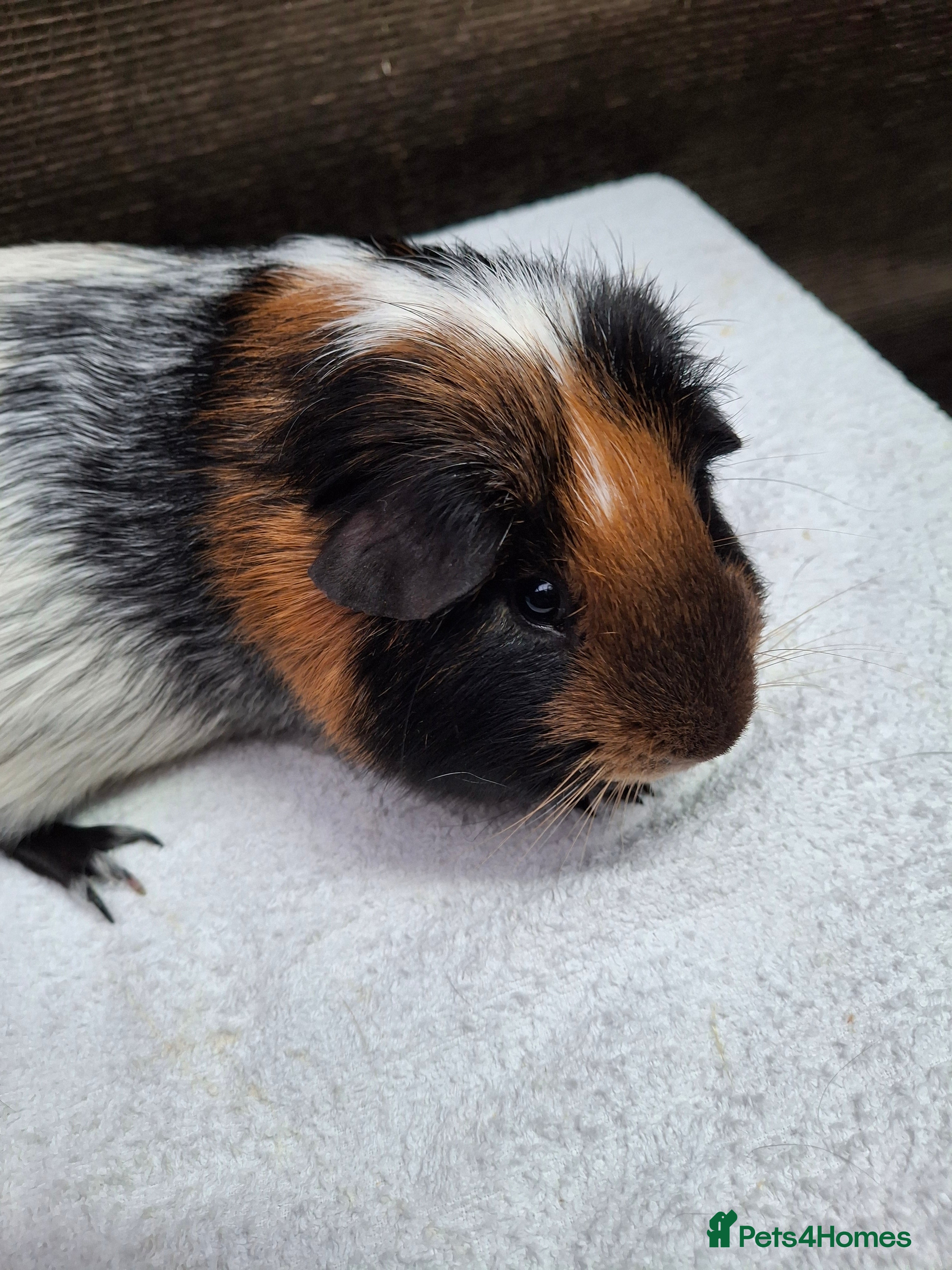 Guinea Pig rodents Male Guineapig - Advert 2