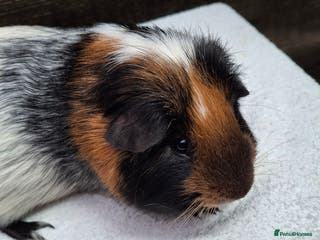 Guinea Pig rodents Male Guineapig - Advert 2