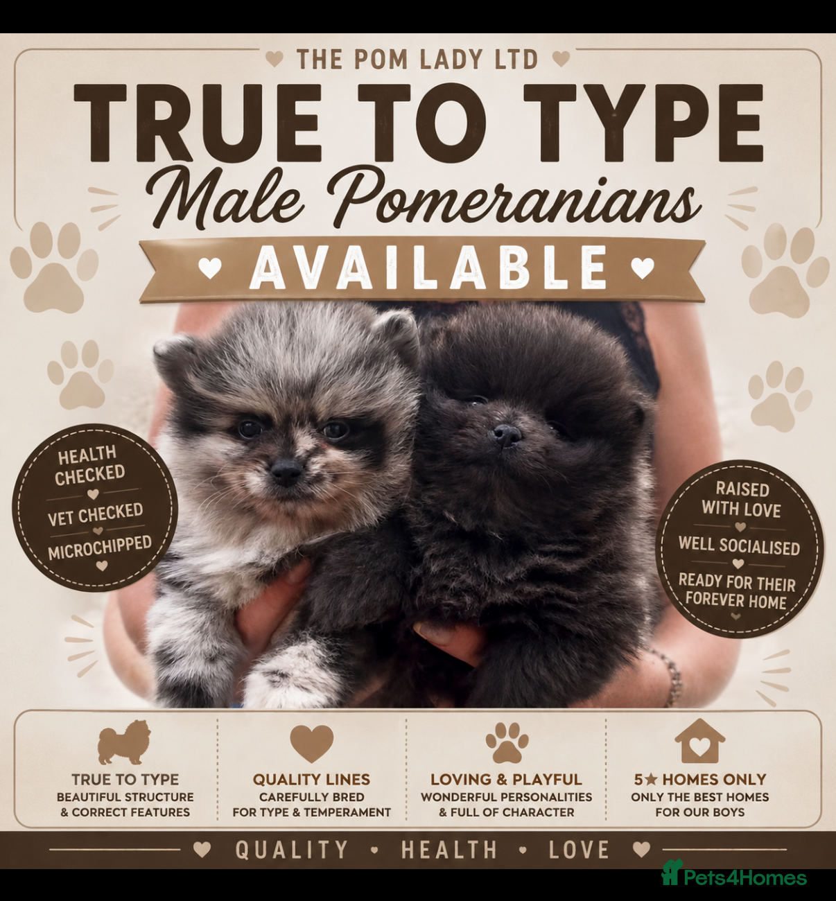 Pomeranian dogs 🧬💝2 TRUE TO TYPE TEDDY BEAR MALE POMS 💝🧬 - Advert 2