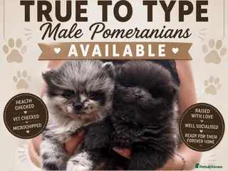 Pomeranian dogs 🧬💝2 TRUE TO TYPE TEDDY BEAR MALE POMS 💝🧬 - Advert 2