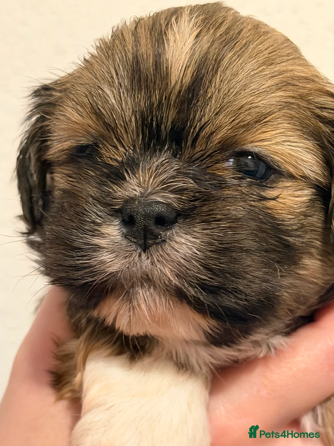Lhasa Apso dogs for sale: RKC registered puppy boys - Advert 2