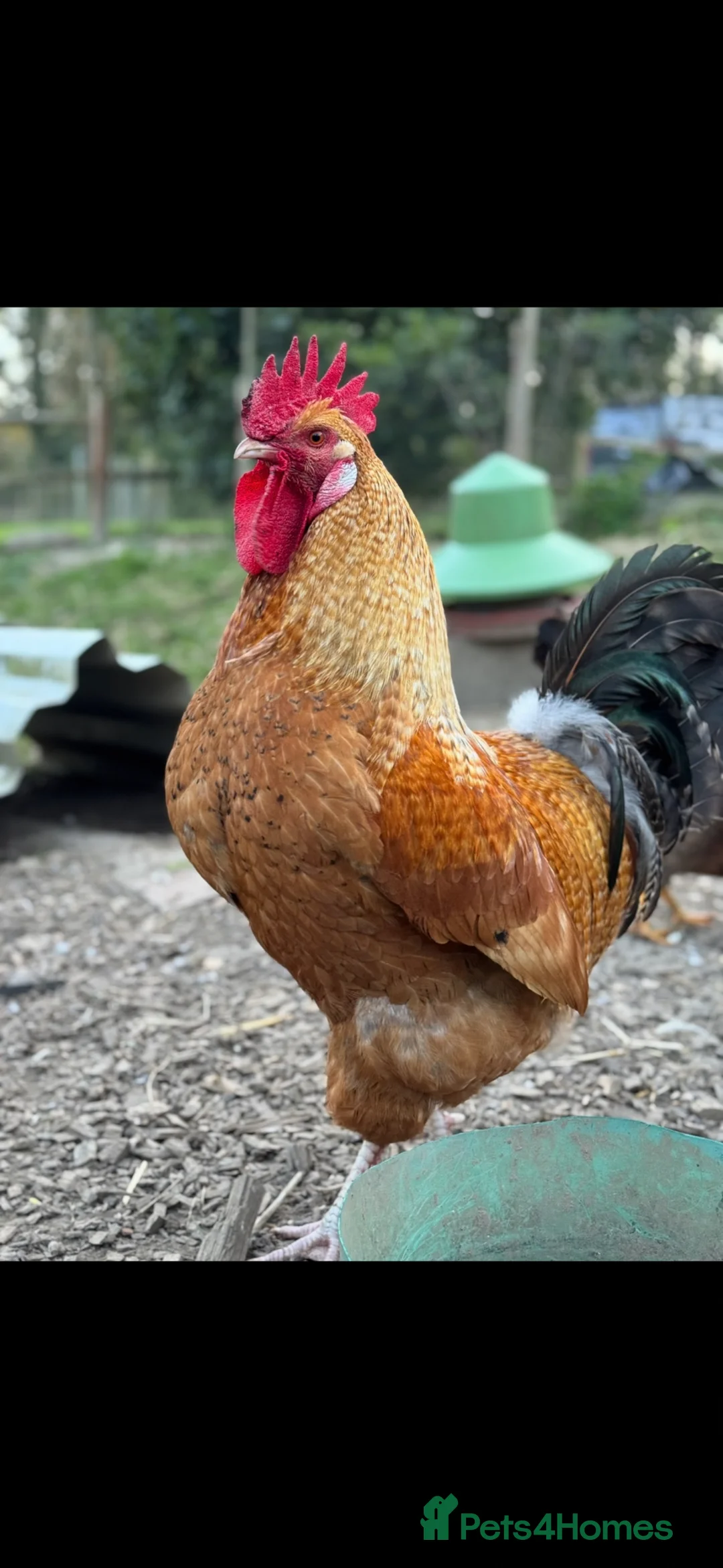Chickens poultry for sale: Cream Legbar chicks for sale  - Advert 4