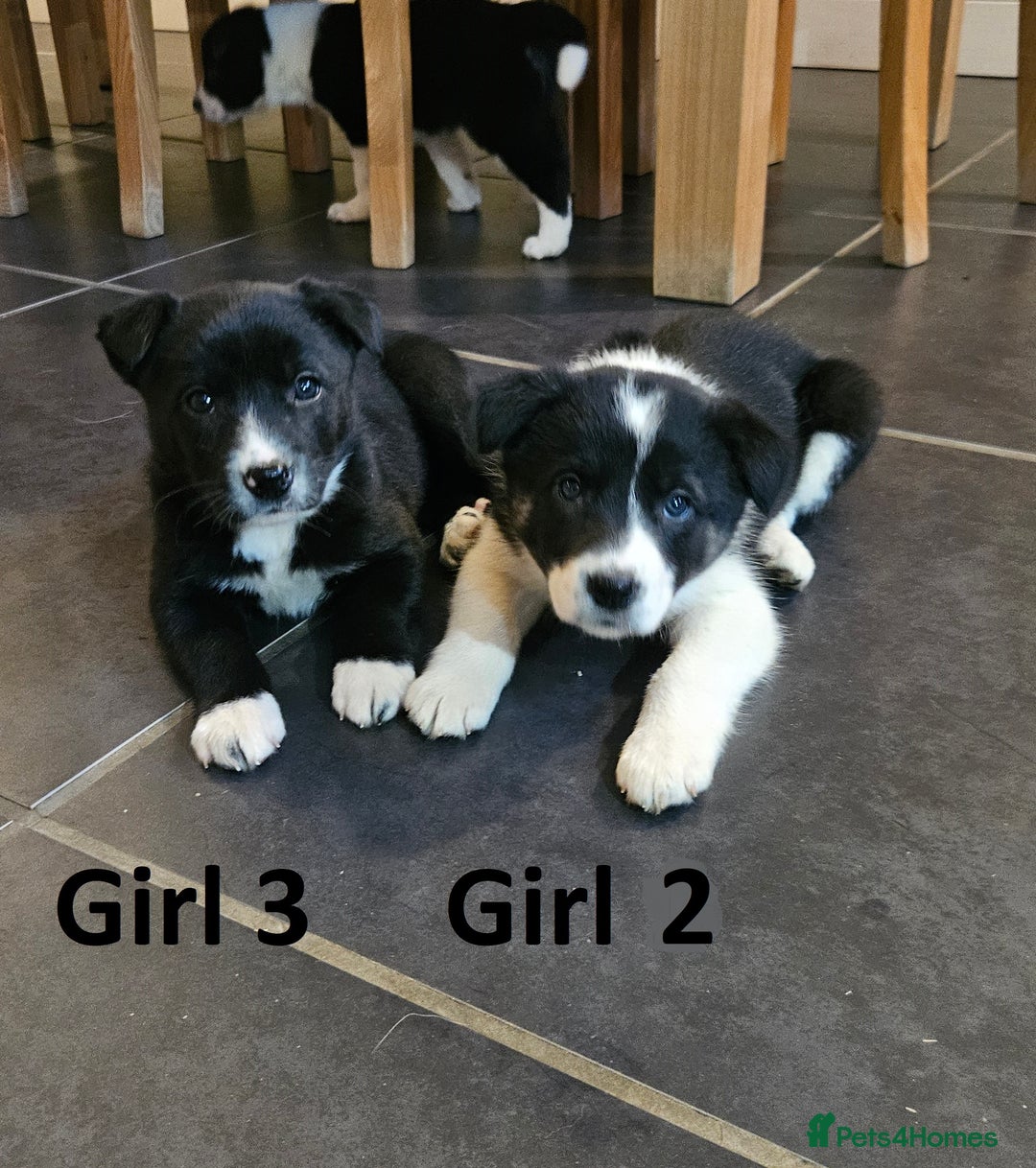 Border Collie dogs for sale: Beautiful border collie pups for sale - Advert 12