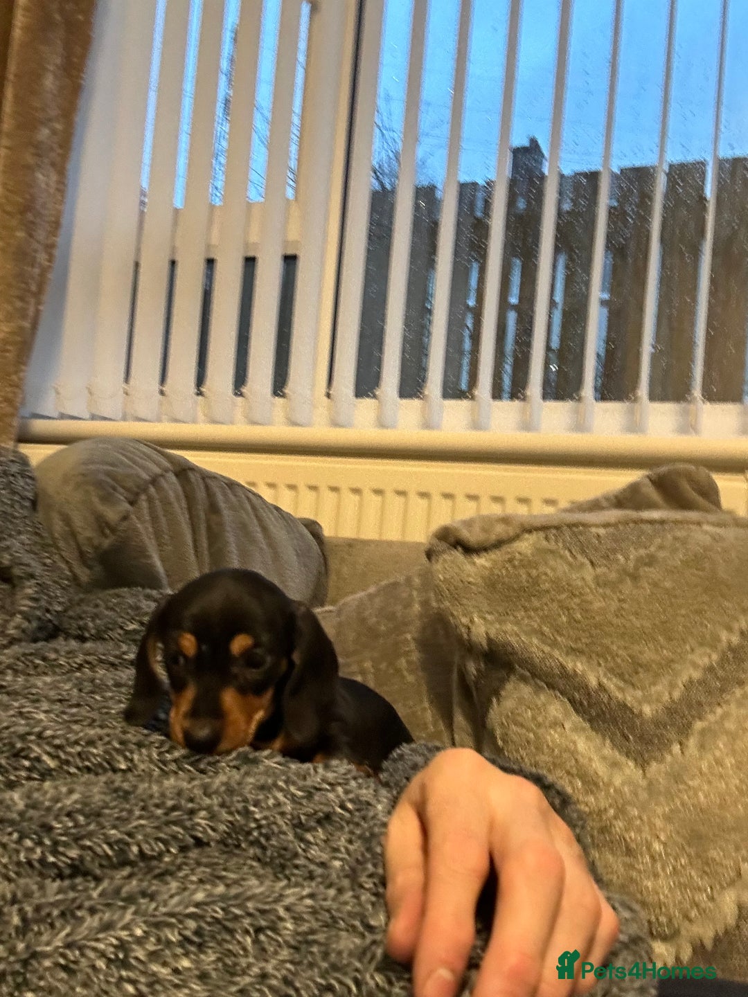 Miniature Dachshund dogs for sale: Kc reg miniature dachshund - Advert 3