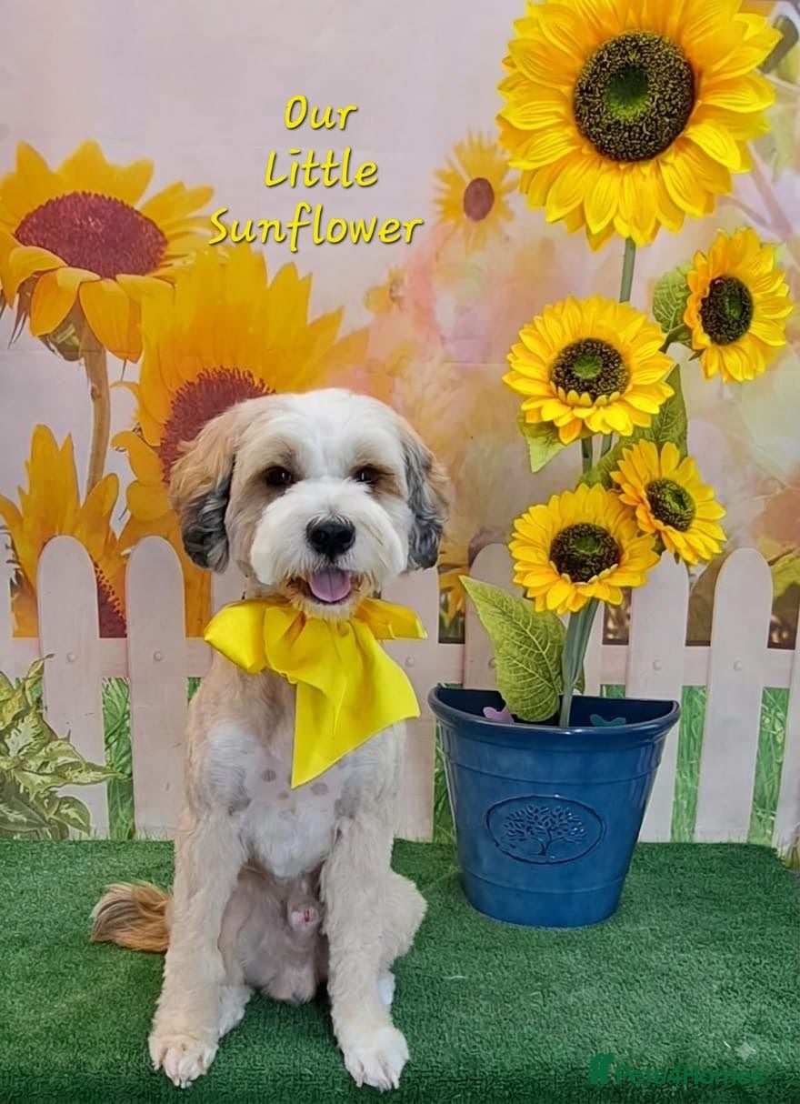 Tibetan Terrier dogs Excellent KC Reg Proven Tibetan Terrier for Stud - Advert 2