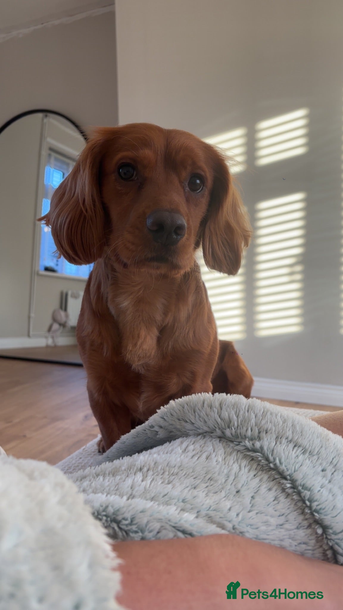 Cocker Spaniel dogs Two year old cocker spaniel  - Advert 1