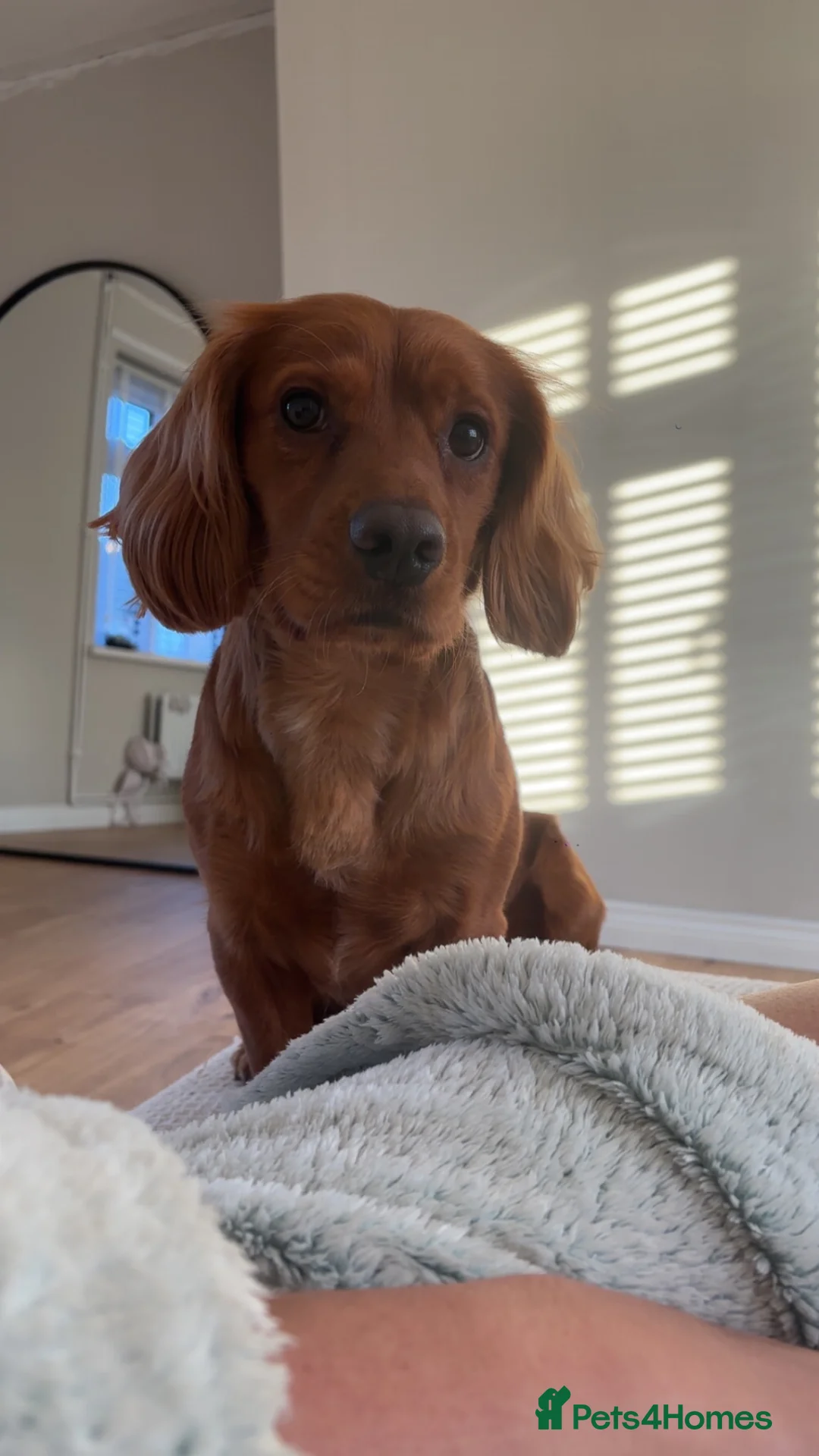 Cocker Spaniel dogs for sale: Two year old cocker spaniel  in Sunderland - Advert 1