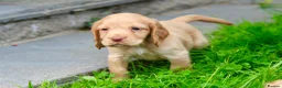 Cocker Spaniel dogs for sale: Gorgeous Golden Working Cocker Spaniels - Advert 4