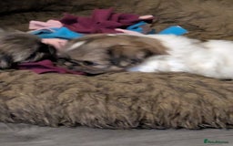 Shih Tzu dogs for sale: Stunning Shih Tzu boy - Image 4