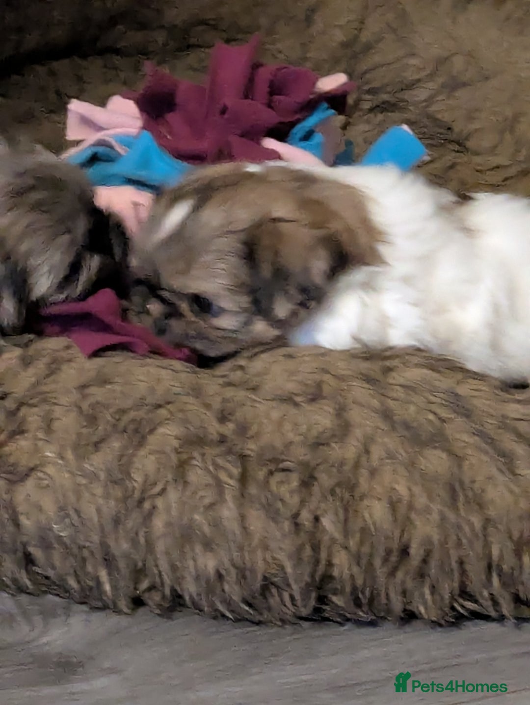 Shih Tzu dogs for sale: Stunning Shih Tzu boy - Image 4