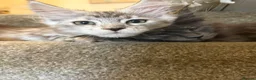 Maine Coon cats for sale: Maine coon kittens  - Advert 17