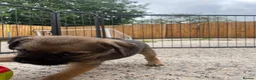 Border Terrier dogs for sale: ⭐️ KC BORDER TERRIERS, READY TO LEAVE NOW - Advert 18